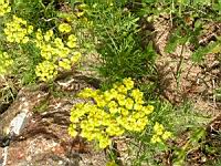 Lotus corniculatus - Lotier (0) (Photo F. Mrugala)